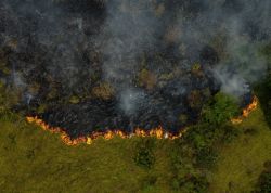 La destruction des forêts tropicales à un niveau record, sous l'effet des incendies