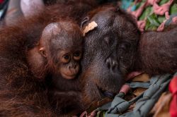 En Indonésie, une mère orang-outan et son petit secourus des feux de forêt