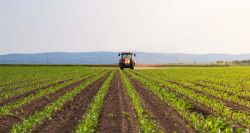 Quand la concurrence étrangère étrangle l’agriculture libanaise