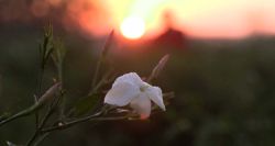 Jasmin égyptien, essence précieuse menacée par le réchauffement