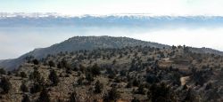 Au Liban, des arbres millénaires menacés par l'abattage illégal