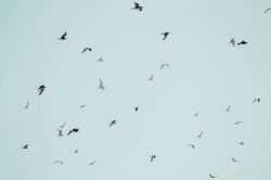 Le bruit affecte fortement les oiseaux et leur reproduction