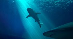 Requin au Liban: surprise en mer