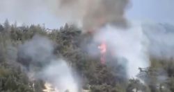 Un incendie ravage la forêt de Qammouaa, joyau naturel historique du Liban