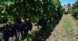 Canicule et sécheresse: les vignobles français en péril