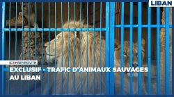 EXCLUSIF - Trafic d'animaux sauvages au Liban