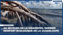 La mangrove, dernier rempart écologique de la Guadeloupe