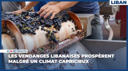 Les vendanges libanaises prospèrent malgré un climat capricieux