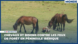 Chevaux et bisons contre les feux en péninsule ibérique