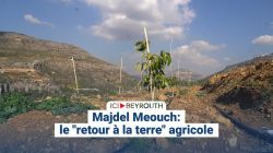 Majdel Meouch: le «retour à la terre» agricole