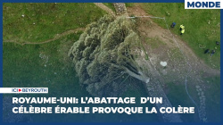 Royaume-Uni: l'abattage d'un célèbre érable provoque la colère