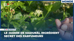 Le jasmin de Madurai, ingrédient secret des parfumeurs