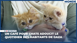 Un café pour chats adoucit le quotidien des habitants de Gaza