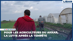 Pour les agriculteurs du Akkar, la lutte après la tempête