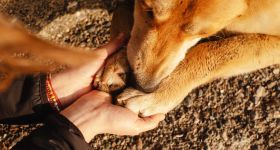 Pourquoi la mort d’un chien nous touche si intensément