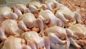 Une tentative de contrebande de 500 kg de poulet avarié déjouée à Qaa