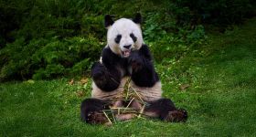 Beauval dit au revoir à ses pandas