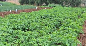 Agriculture au Liban-Sud: pertes estimées à plus de 530 millions de dollars