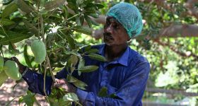 Au Pakistan, la guerre au Moyen-Orient fait chuter les exportations de mangues