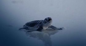 Malaisie: la tortue verte, symbole d'espoir pour la biodiversité