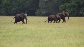 Kenya: le décès de 15 éléphants en un mois attribué à du cyanure