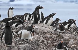 Climat: en Antarctique, les manchots avancent leur période de reproduction à vitesse «record»