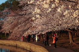 Tokyo célèbre l’arrivée précoce des cerisiers en fleurs