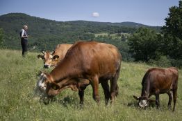 Au pays du yaourt, les producteurs de lait perdent pied