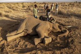 Kenya: un mal mystérieux décime les éléphants
