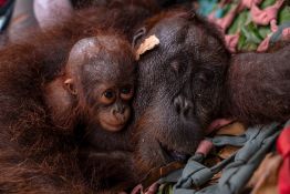 En Indonésie, une mère orang-outan et son petit secourus des feux de forêt