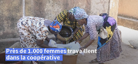 Le karité ou l'or des femmes maliennes