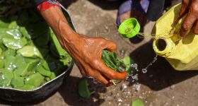Des familles yéménites réduites à manger des feuilles d'arbres