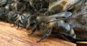 États-Unis: les abeilles en danger