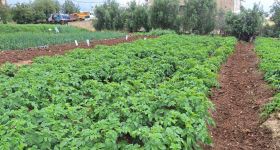 Guerre au Moyen-Orient: un impact dévastateur ou indolore selon le type d'agriculture