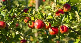 La crise silencieuse des pommes libanaises