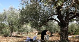Au Sud-Liban, les oliviers plus vieux que les empires