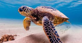 Tortues marines: au Liban, le miracle fragile des plages