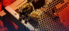 "Les abeilles, c'est la vie"