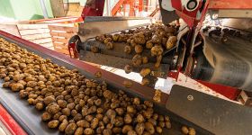 La pomme de terre libanaise: entre tubercules, tracasseries et espoirs d’export