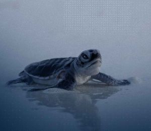 Malaisie: la tortue verte, symbole d'espoir pour la biodiversité