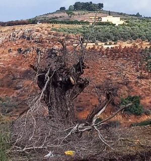 Au Sud, même les oliviers ont une frontière