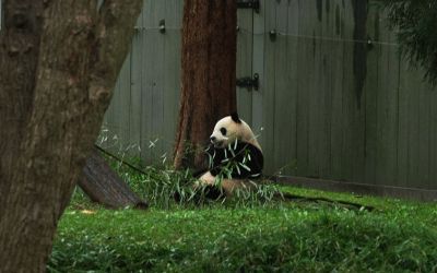 Pandas à Atlanta: les nouveaux ambassadeurs de Pékin