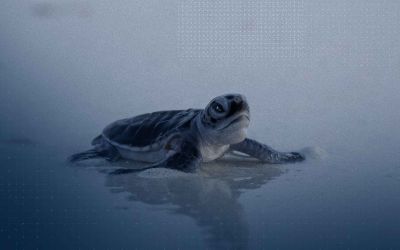 Malaisie: la tortue verte, symbole d'espoir pour la biodiversité