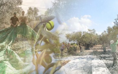 Cueillir l’olive, quand toute la famille descendait au champ