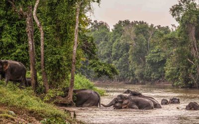À Bornéo, protéger les éléphants passe par la cohabitation 