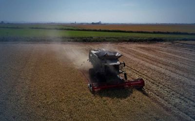 En Italie, le riz d’hier pour affronter le climat de demain