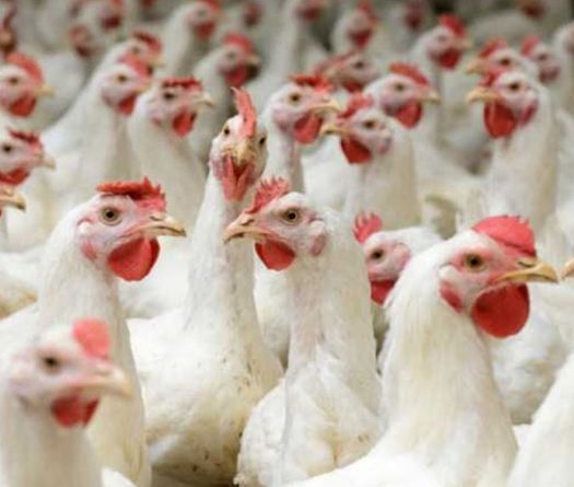 Le secteur avicole alerte:  Les importations tuent notre industrie