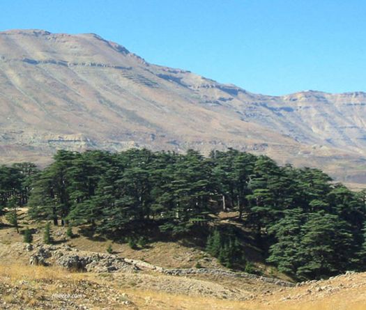 Les Cèdres de Bcharré, la forêt des empires