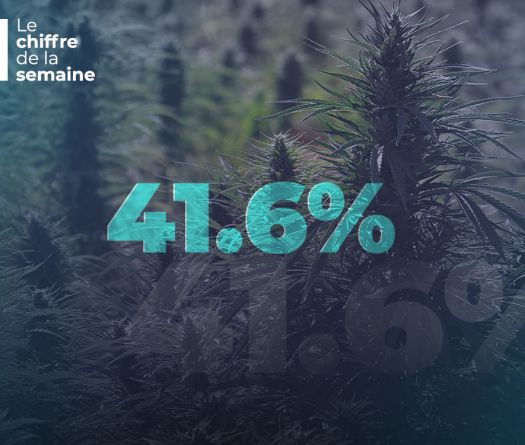 Au Liban, le cannabis fait la loi dans les champs