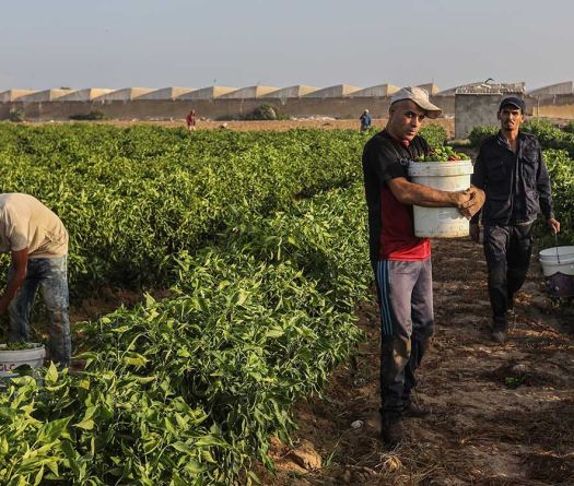 L’agriculture libanaise à la conquête des marchés du Golfe